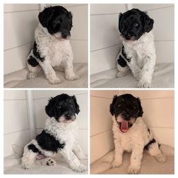 Green Boy, Wavy - Silver male Whoodle puppy in Kalispell, Montana from Countryman Whoodles