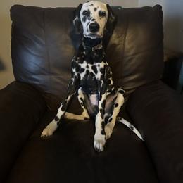 Pluto - White and black male Dalmatian puppy in Westworth Village, Texas from Bri’s Spot Garden