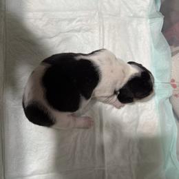 Maverick - Black and tan male Dachshund puppy in Whitesboro, Texas from Joanie's Tickled Pink Puppies
