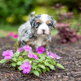 Poppy - Merle female Bernedoodle puppy in Narvon, Pennsylvania from CBKB Bernedoodle’s