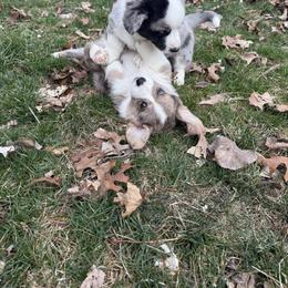 Cardigan Welsh Corgi Puppies from Squires Corgi Cottage