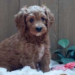 Sunflower: Sunny - Red male Cavapoo puppy in Fairfield, Illinois from Positively Doodles
