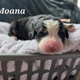 Moana - Black rust and white female Bernese Mountain Dog puppy in Blackfoot, Idaho from Draper Mountain Doodles