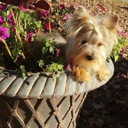 Conway - Yorkshire Terrier
