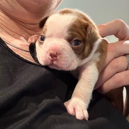 Dakota - Red male Boston Terrier puppy in Monroe, Washington from Nordkyn Boston Terriers