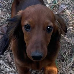Dachshund Puppies from Deb’s Darlin’ Dachshunds