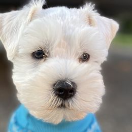 Miniature Schnauzers from Shannon Johnson