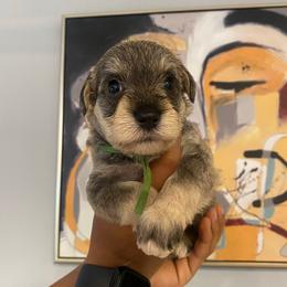 Green - Salt and pepper male Miniature Schnauzer puppy in Lehigh Acres, Florida from Regency Schnauzer