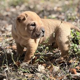 Spider - Fawn male Chinese Shar-Pei puppy in Lehigh Acres, Florida from Florida Wrinkles