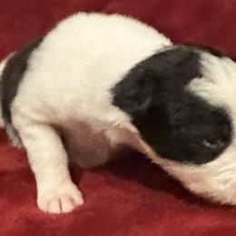 Annie - Border Collie puppy in Texas from Broadmoor Farm