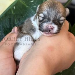 Christian - Orange parti male Pomeranian puppy in Redlands, California from Torrey Hills Poms