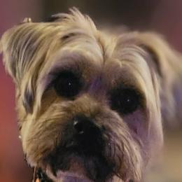 Lola - Morkie