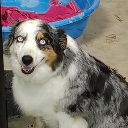 Miniature American Shepherds and Toy Australian Shepherds from Reed Ranch