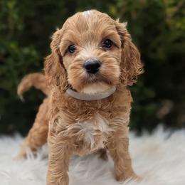 Honey - Red and white female Cockapoo puppy in Salt Lake City, Utah from Utah Cocker Spaniels