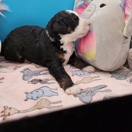 Rolo - Tri-color female Bernedoodle puppy in Lancaster, Pennsylvania from NLB Mini Bernedoodles