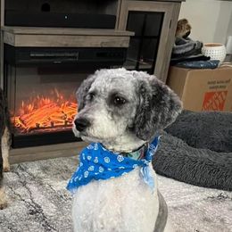 Daisy - Sheepadoodle