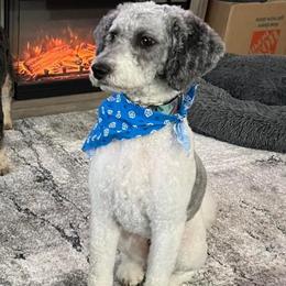 Daisy - Sheepadoodle