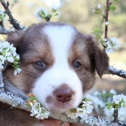 Border Collie Puppies from Sandhill Ranch Border Collies