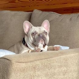 French Bulldog Puppies from Bourbon Country Bullies