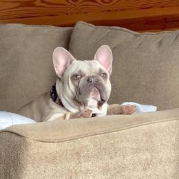 French Bulldog Puppies from Bourbon Country Bullies