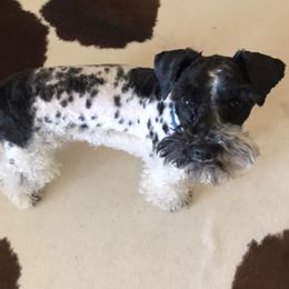 Miniature Schnauzers from Leaning P Miniature Schnauzers