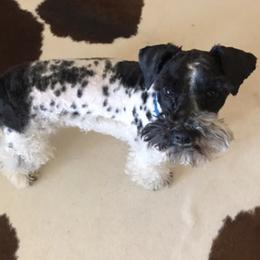 Miniature Schnauzers from Leaning P Miniature Schnauzers
