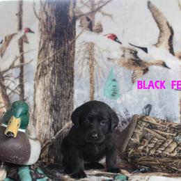 Labrador Retriever Puppies from Copper Creek Outfitters and Kennel
