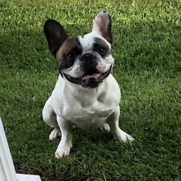 Debo - French Bulldog