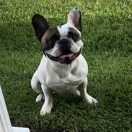 Debo - French Bulldog