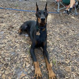 Doberman Pinschers from Ikaika ‘Ohana Dobermans