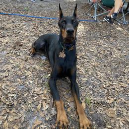 Doberman Pinschers from Ikaika ‘Ohana Dobermans