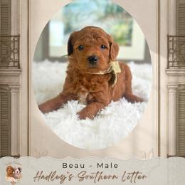 Beau - Red  male Goldendoodle puppy in Norcross, Georgia from Teddy Puppies