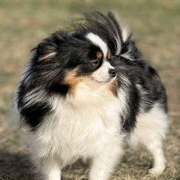 Pebbles - Pomeranian