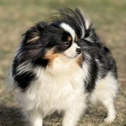 Pebbles - Pomeranian