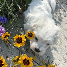 Puppy 1 - White male Coton de Tulear puppy in St Johns, Michigan from Centennial Farms Cotons