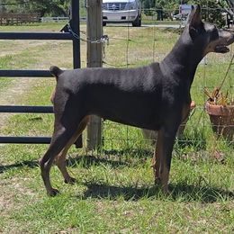 Sky - Doberman Pinscher
