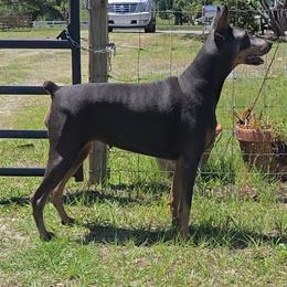 Sky - Doberman Pinscher