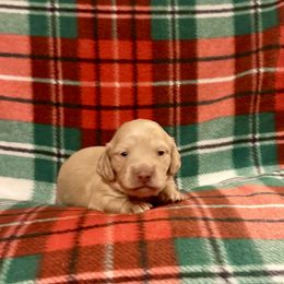 Peppermint- price listed - Cream female Dachshund puppy in Biloxi, Mississippi from Southern Doxies Ms