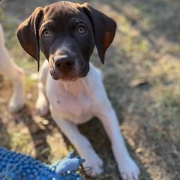 Violet (Girl 2 - Light Purple) - White and liver female German Shorthaired Pointer puppy in Keller, Texas from Jerri Ford