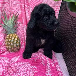 Naranja - Black female Goldendoodle puppy in Willits, California from Big Island Goldendoodles