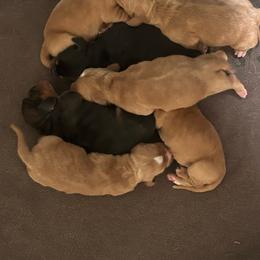 Girl 3 - Mahogany and white female Basset Hound puppy in Columbus, Ohio from Olveras Hound of Ohio