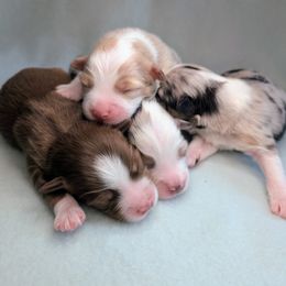 Miniature American Shepherd and Miniature Australian Shepherd Puppies from Trailside Mini Aussies