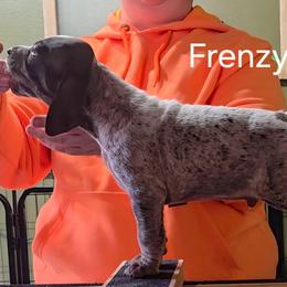Frenzy - green male - Liver roan male German Shorthaired Pointer puppy in Kenai, Alaska from LakeHaus Kennels