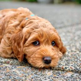 Australian Labradoodle Puppies from Mountain Park Australian Labradoodles