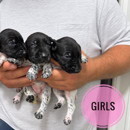 Girl 2 - Black and white female German Shorthaired Pointer puppy in Dearborn, Missouri from Hardwood Kennels