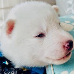Snow - White male Siberian Husky puppy in Atlanta, Georgia from Lobban Huskies