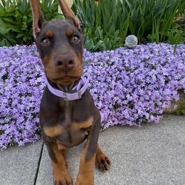 Doberman Pinscher Puppies from Eminent Dobermans