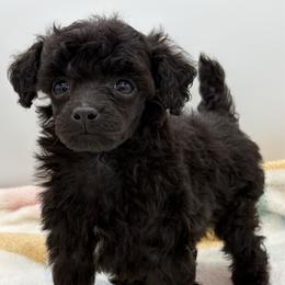 Jaguar - Black male Poodle puppy in Wheatland, California from Sapphire Ridge Poodles
