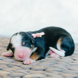 Girl 1 - Tri-color female Bernedoodle puppy in Spanish Fork, Utah from K Brand Doodles