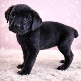 Clover - Black female Cane Corso puppy in Haslet, Texas from Trained To Go Corso Kennels (T.T.G. Corso Kennels)